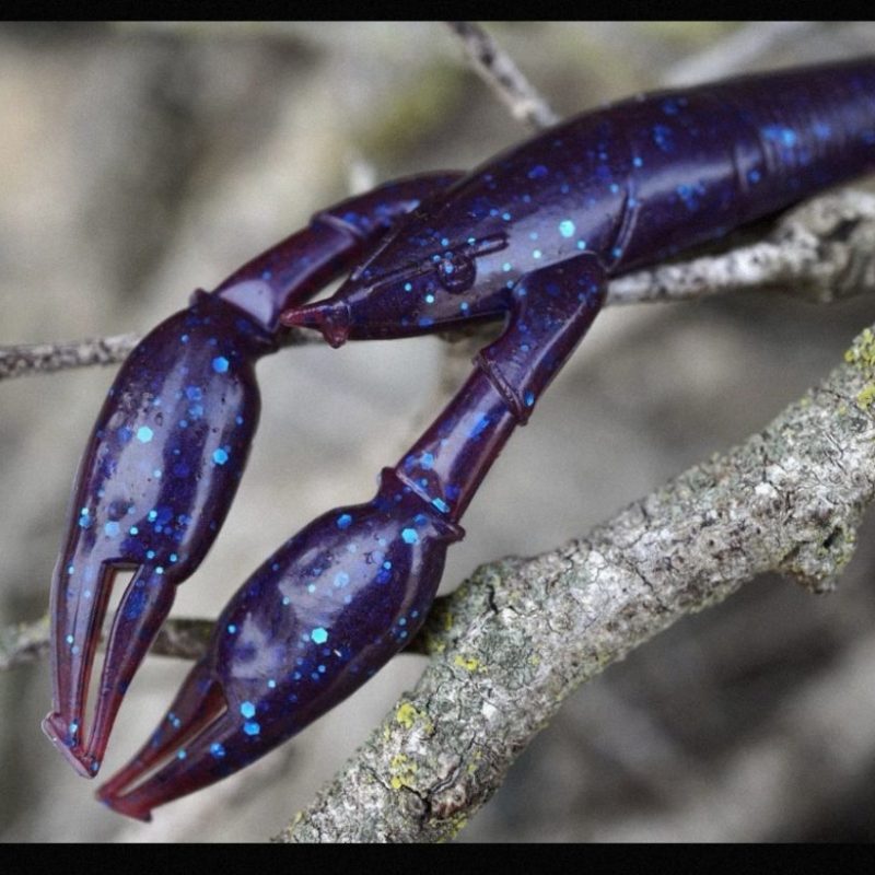 PercaNegra J.Arnal Walter Craw