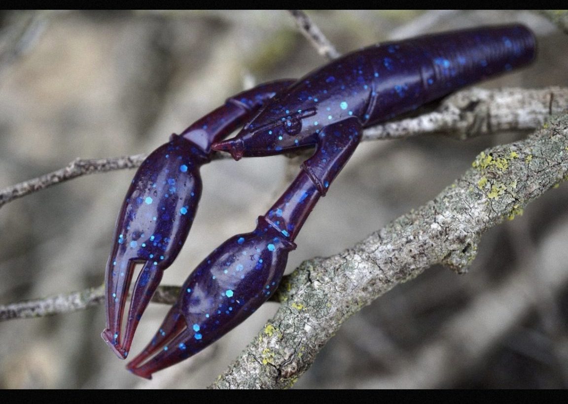 PercaNegra J.Arnal Walter Craw